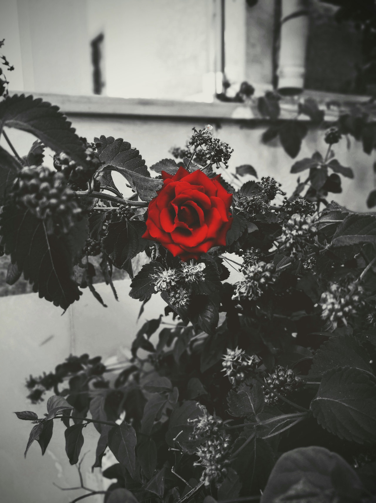 Petals around the rose